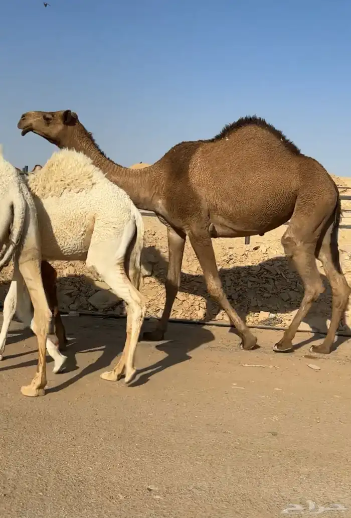 صفرا بكر ضروبه 1