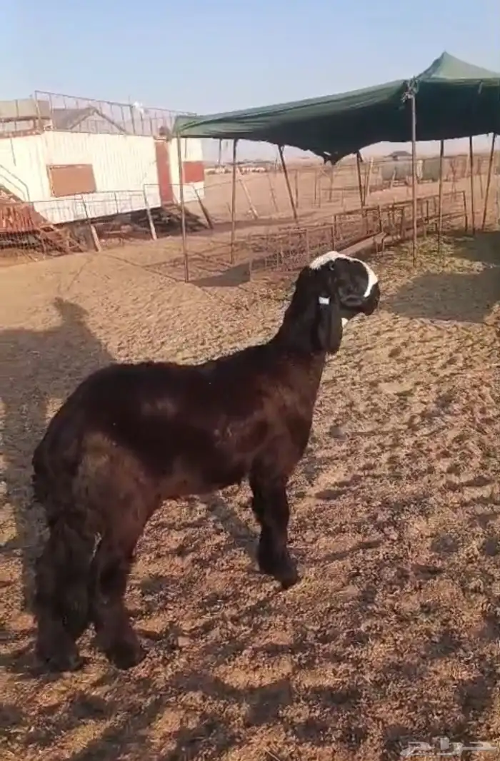 رخل ساكنيه فاخره 0