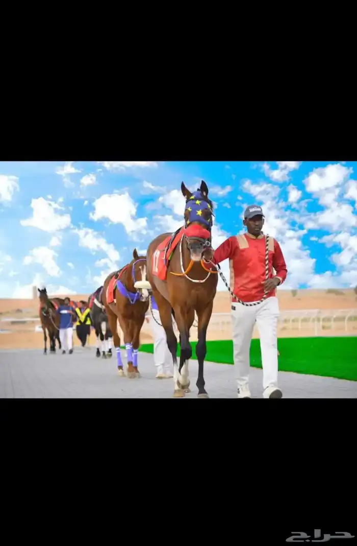 حصان سبوققق 0