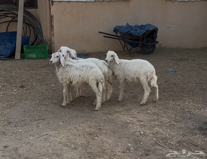 بهم حريات للبيع 3