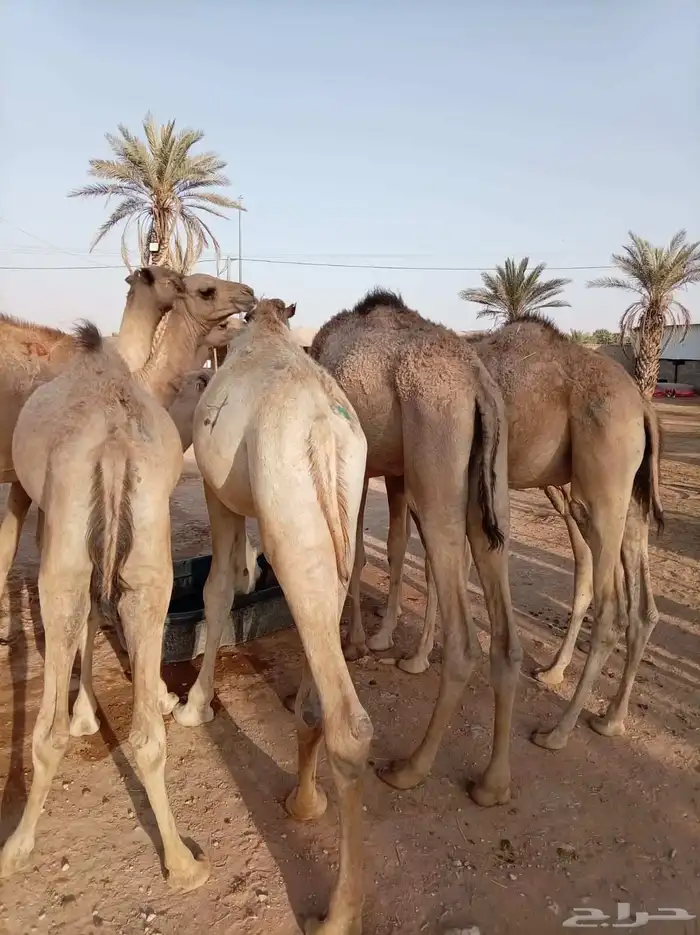 القعدان الصومالي التربية النظيفة اللي تجمل وتبيض الوجه وصلت 2