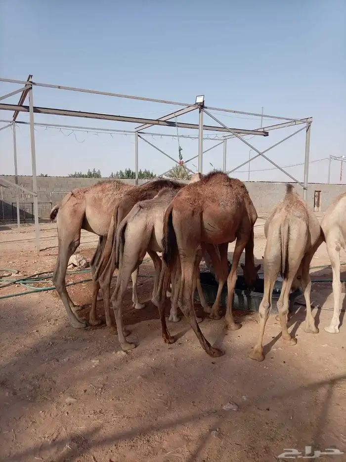 قعدان صومالية مفاريد مرابي للبيع تفريد وجملة 1