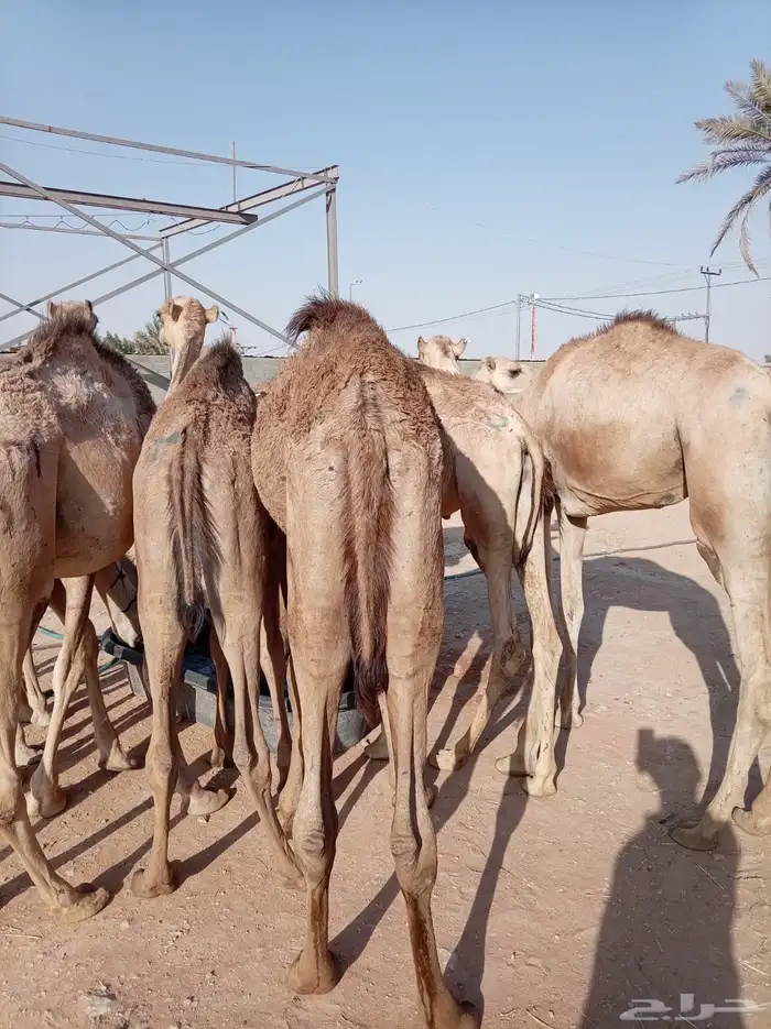 قعدان للبيع جمله احجام طيبه 1