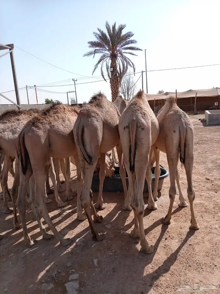 قعدان للبيع جمله احجام طيبه 3