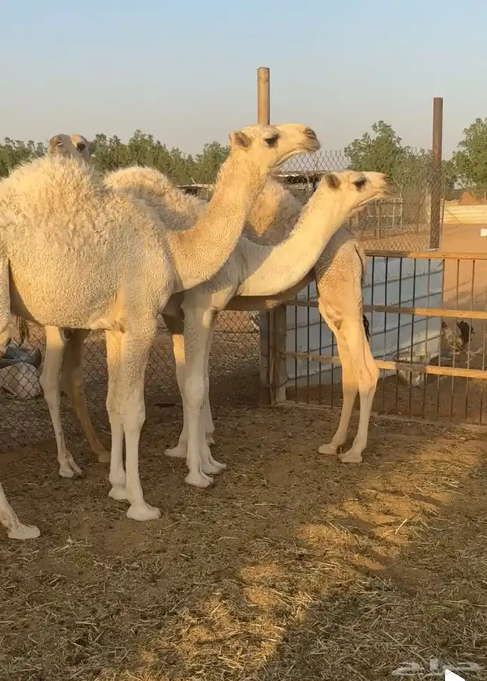 بعير فحل تمامي كفو 6