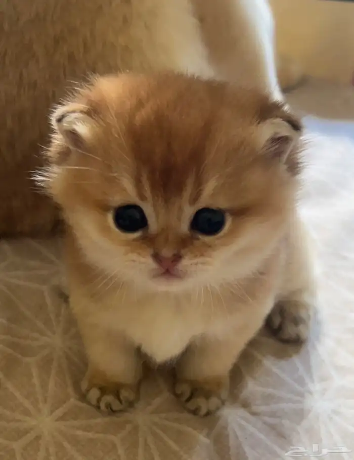 كيتن سكوتش فولد بيور 0
