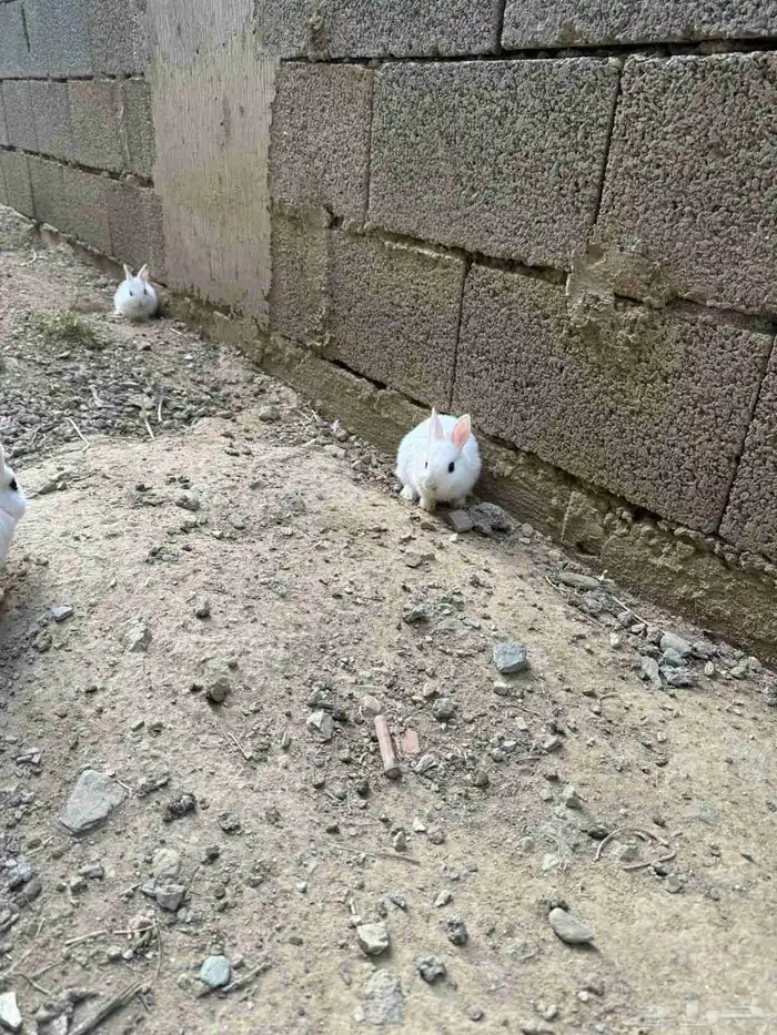 أرانب قزميه 4