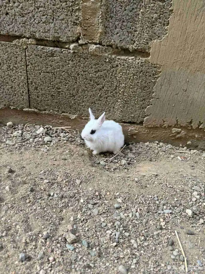 أرانب قزميه 1