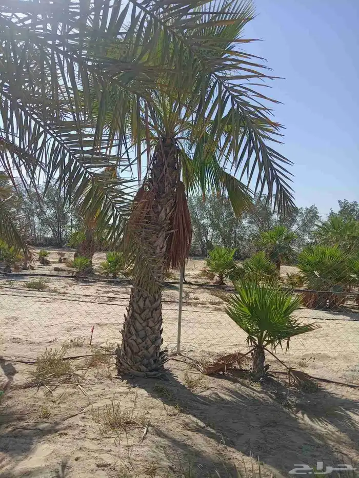 زراعة النخيل الوشنطن وزرعه العشب الطبيعي وزرعه الشجار وتسيك 2