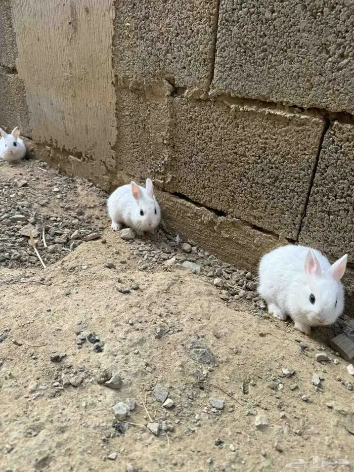 أرانب قزميه 3