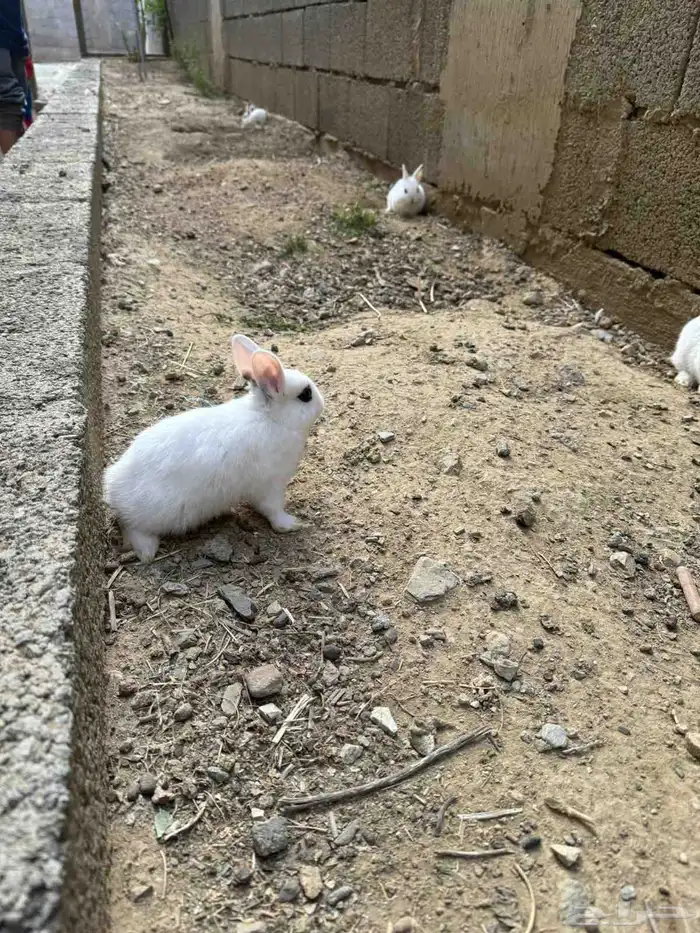 أرانب قزميه 5