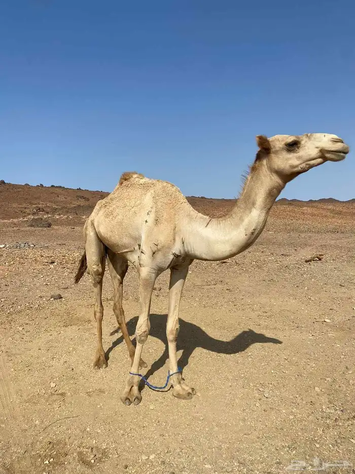 قعود طابع شرط سوم 7000 0