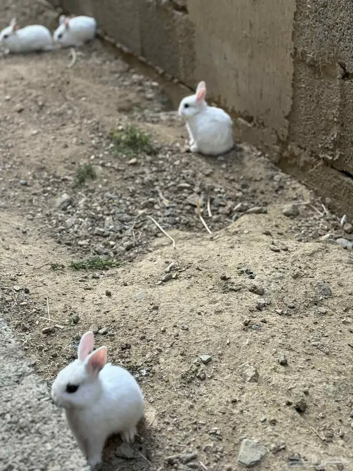 أرانب قزميه 0