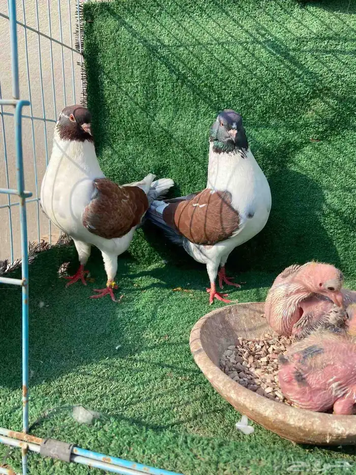 جوزين كنق مدني رقاص هولندي 3
