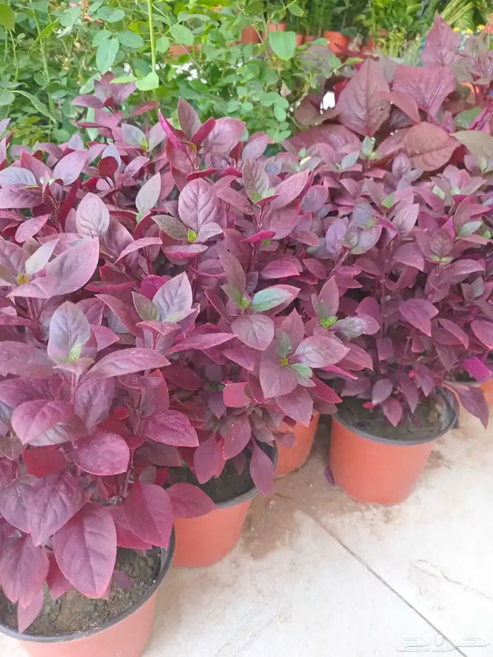 تنسيق حدائق ومظلات 7