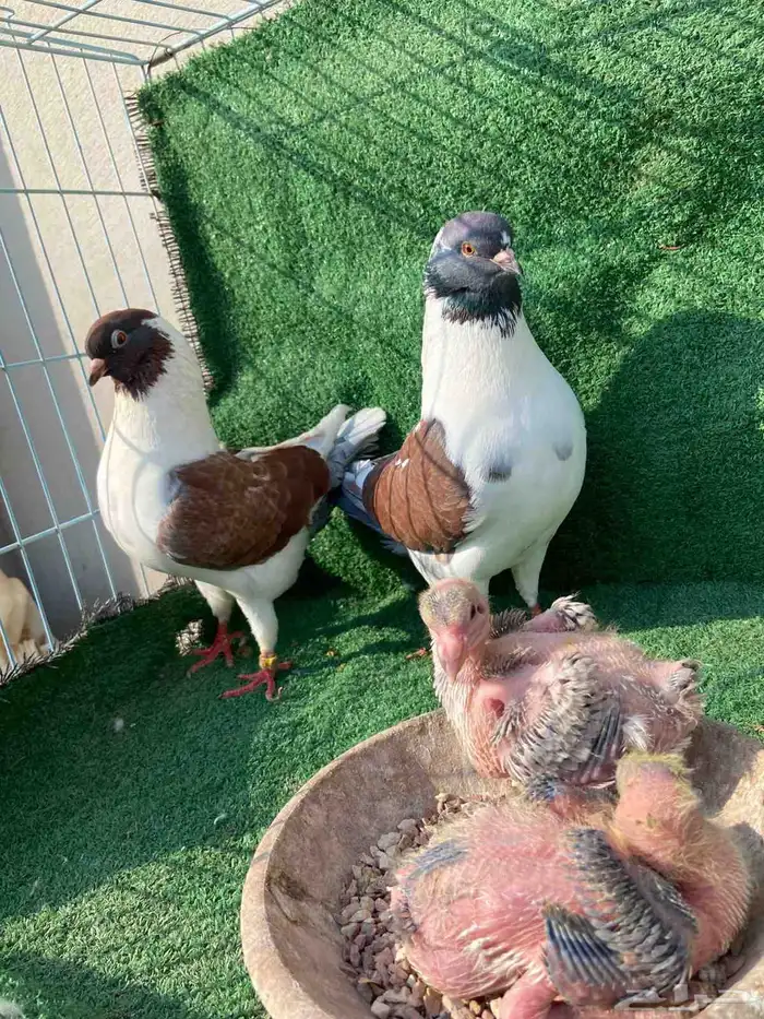 جوزين كنق مدني رقاص هولندي 2