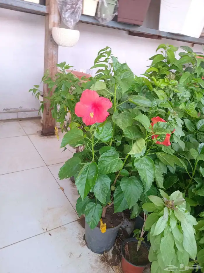 تنسيق حدائق ومظلات 6