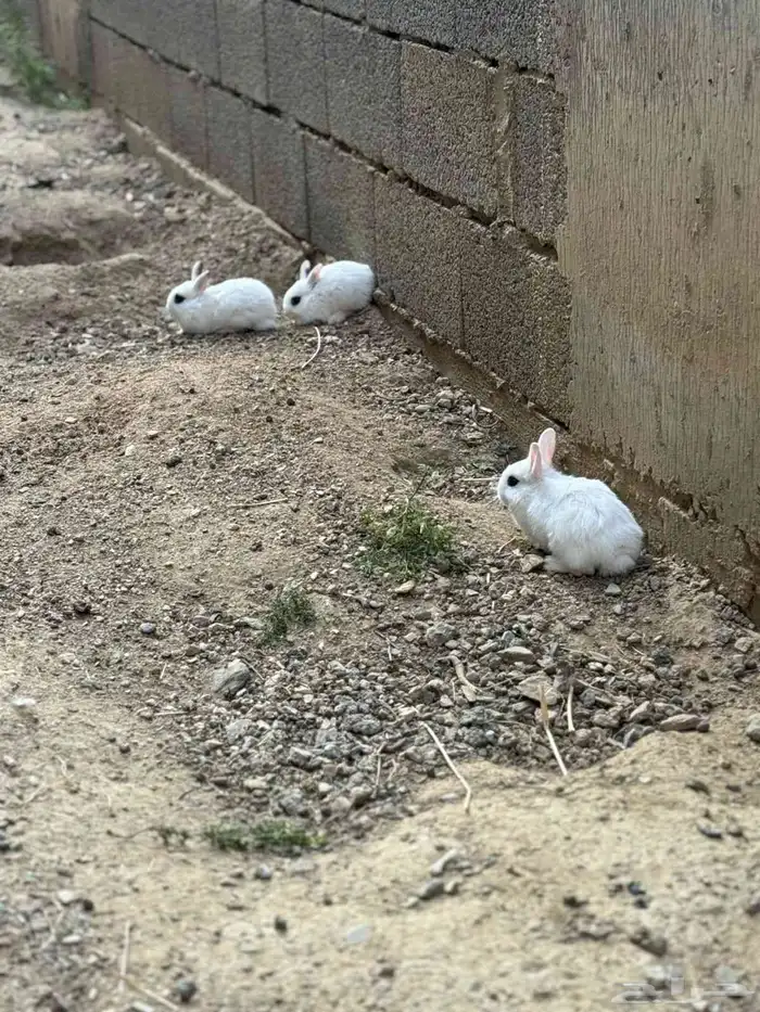 أرانب قزميه 7