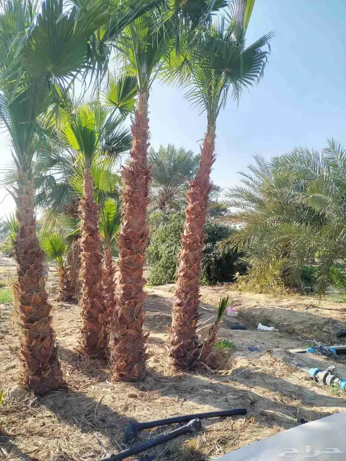 زراعة النخيل الوشنطن وزرعه العشب الطبيعي وزرعه الشجار وتسيك 5