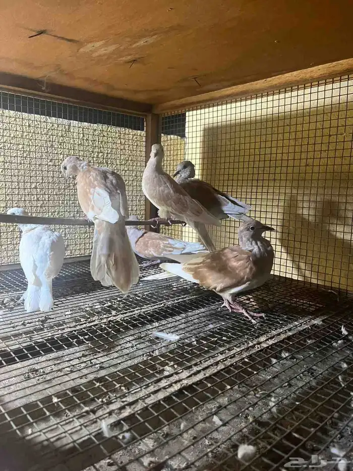 قماري 1