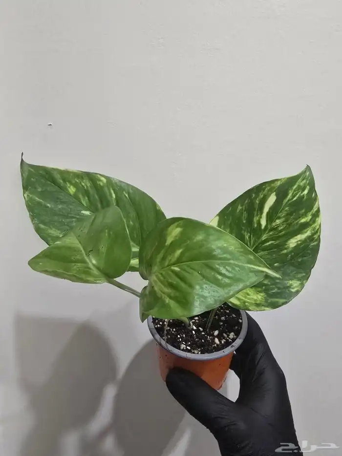 نباتات طبيعية تيراريوم 9