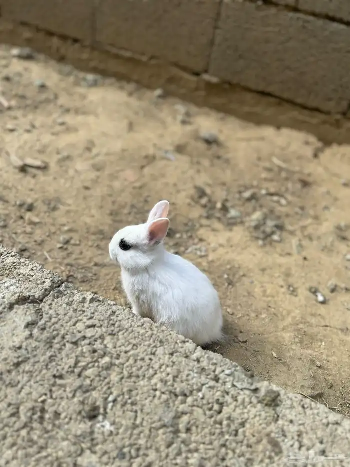 أرانب قزميه 8