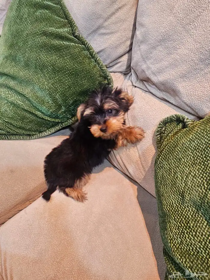 للبيع جراء يوركشاير صغيرة و لعوبة 9