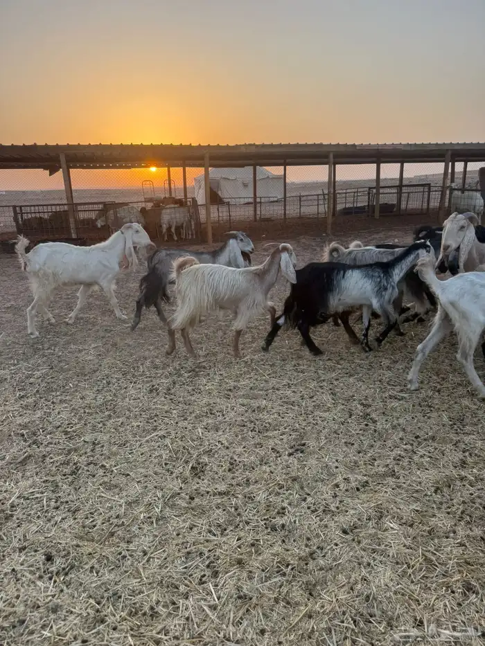 معزاء مشاريك 2