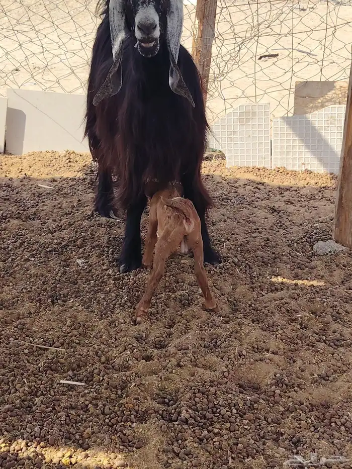 ماعز عارضي 3