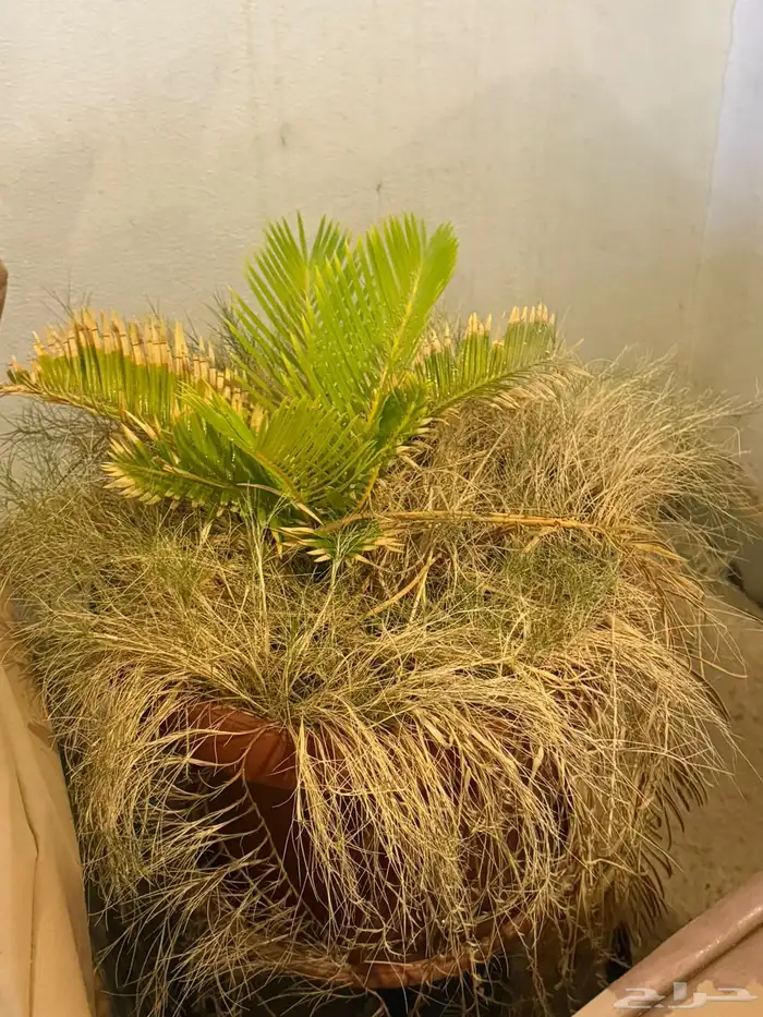 أشجار للبيع في احواض 3