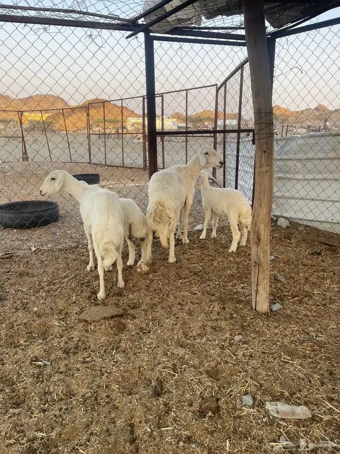 للبيع ضان ولد 4