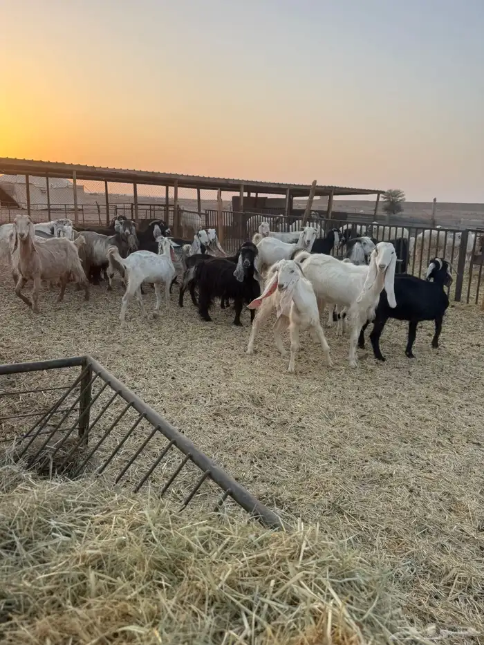 معزاء مشاريك 0