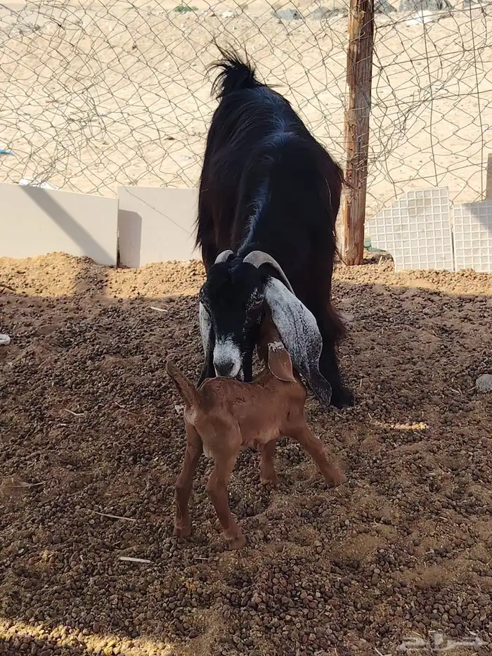 ماعز عارضي 5