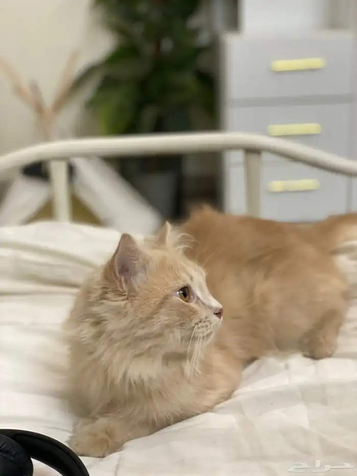 قط شيرازي للتبني 0