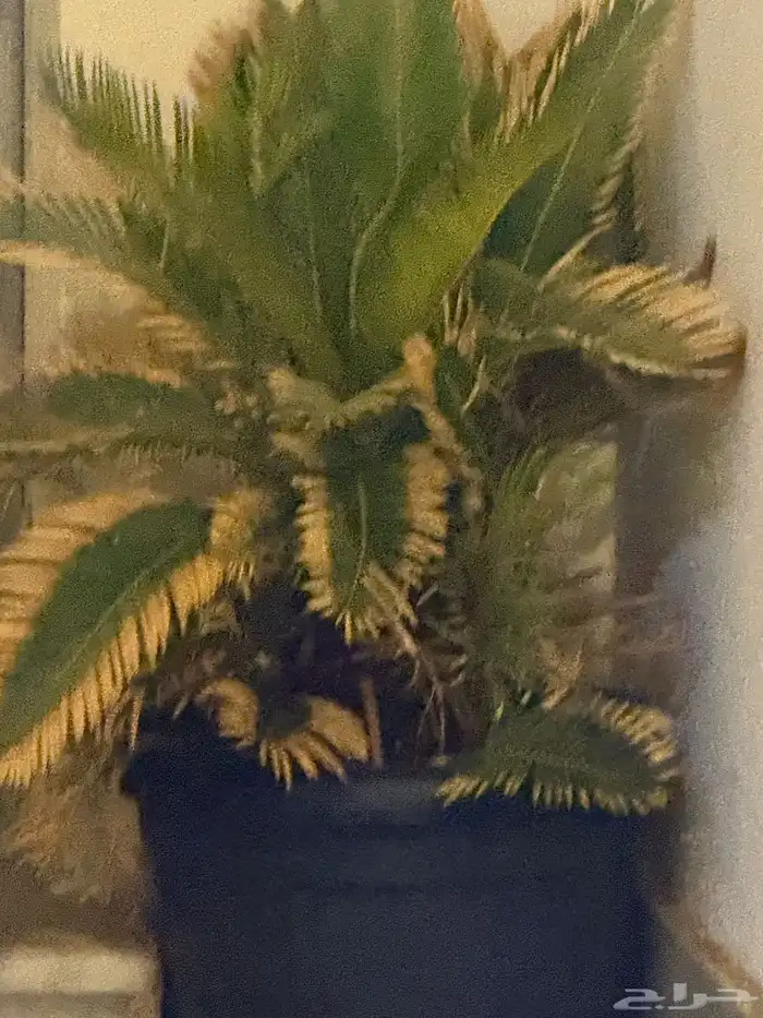 أشجار للبيع في احواض 1