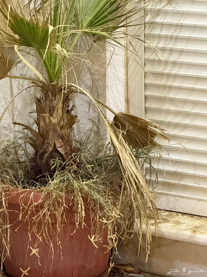 أشجار للبيع في احواض 2