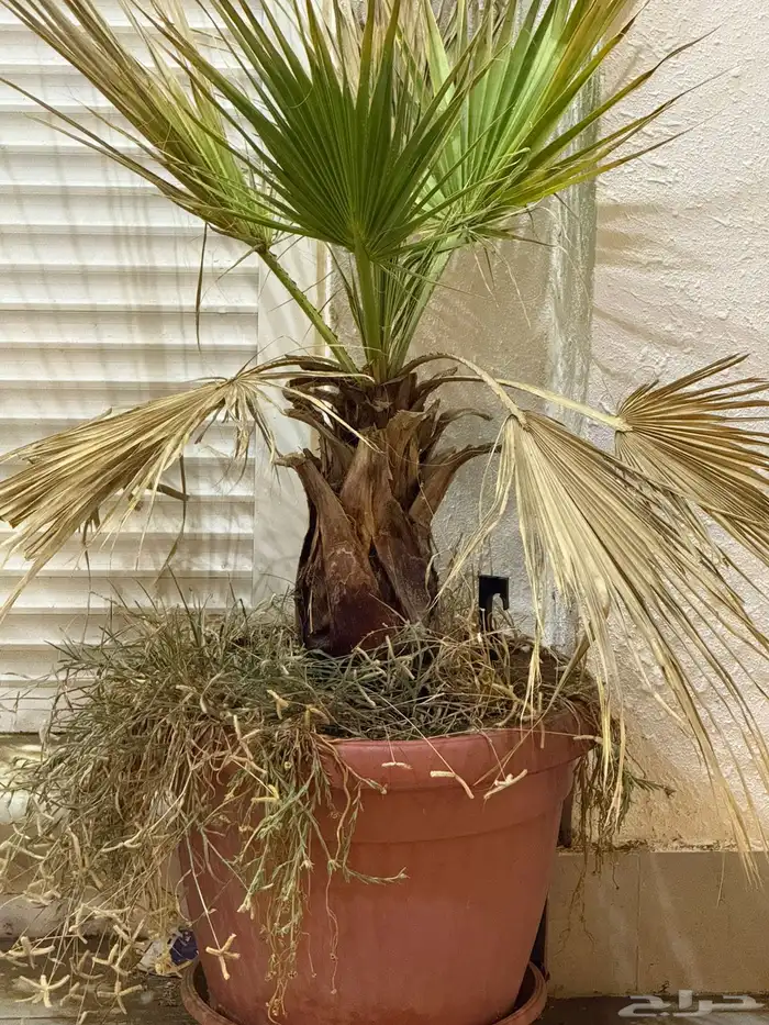 أشجار للبيع في احواض 0