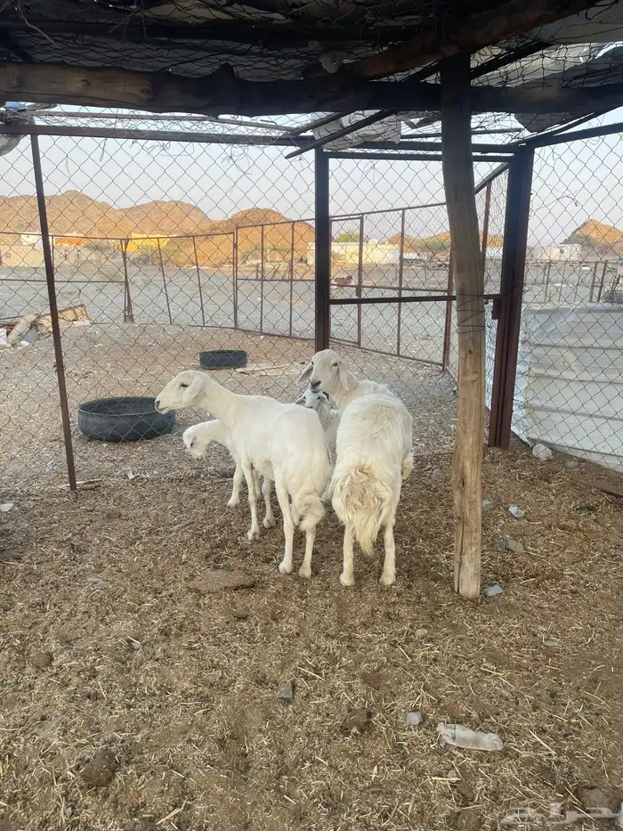 للبيع ضان ولد 6