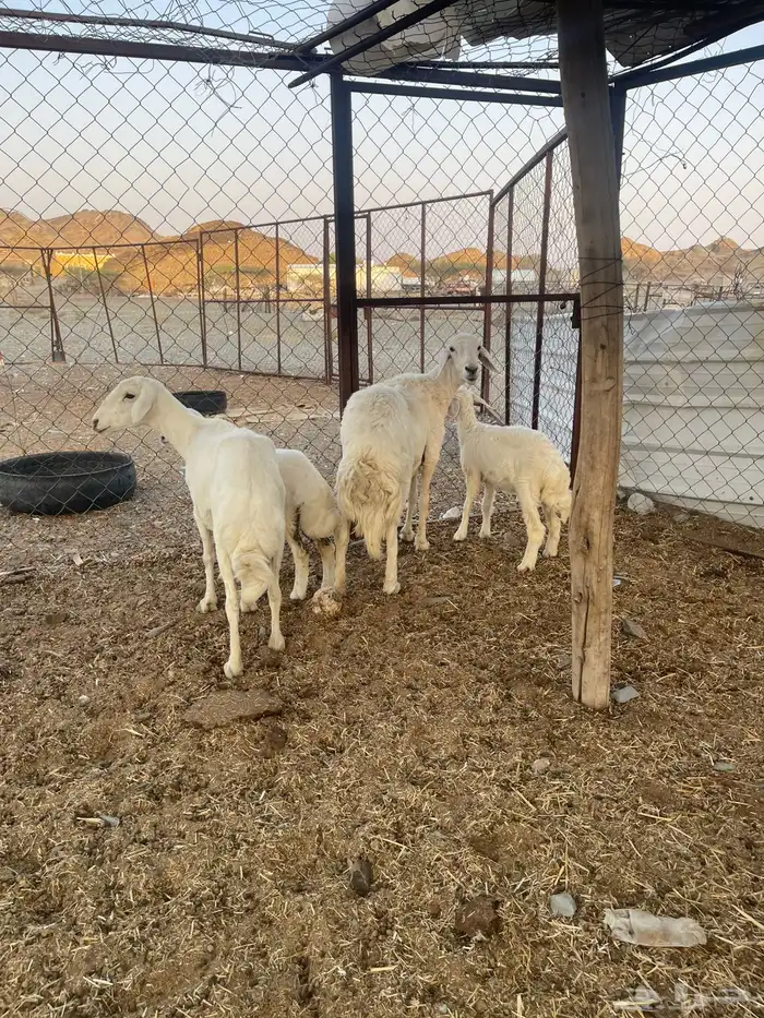 للبيع ضان ولد 2