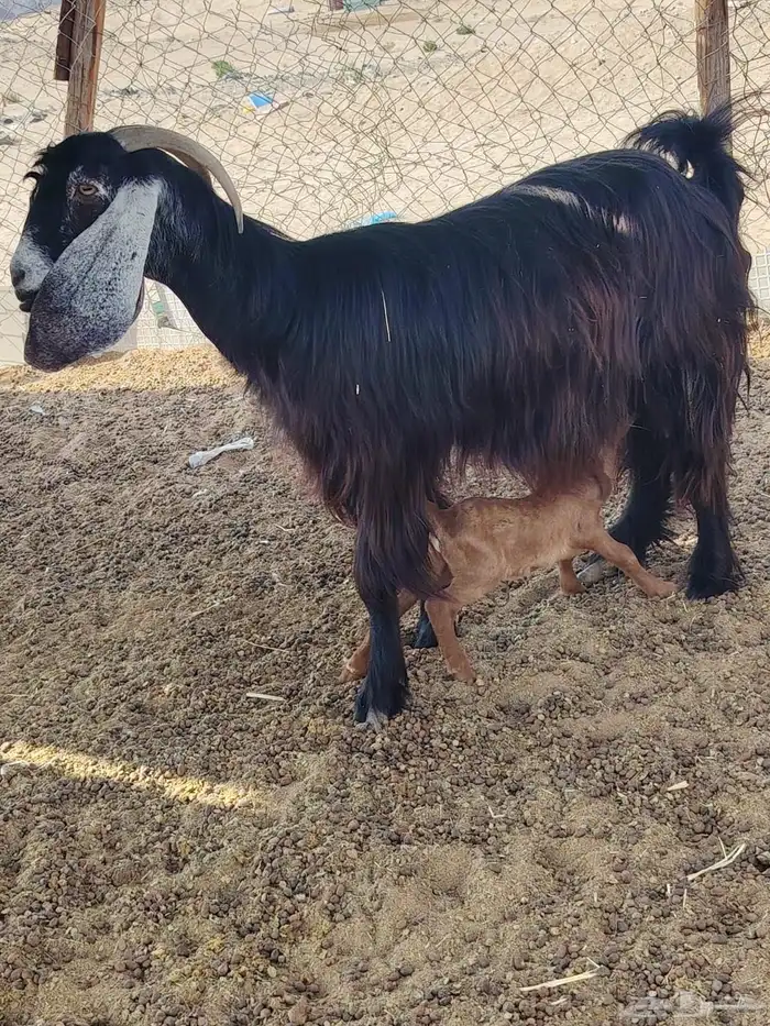 ماعز عارضي 0