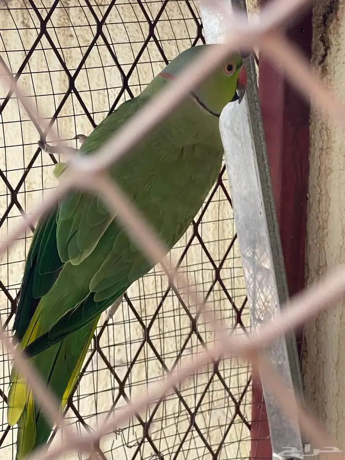 زوج درة للبيع العمر قريب سنتين 0