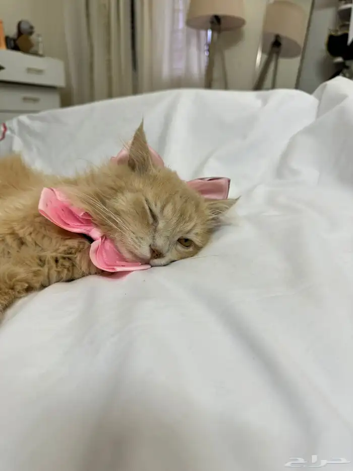 قط شيرازي للتبني 1