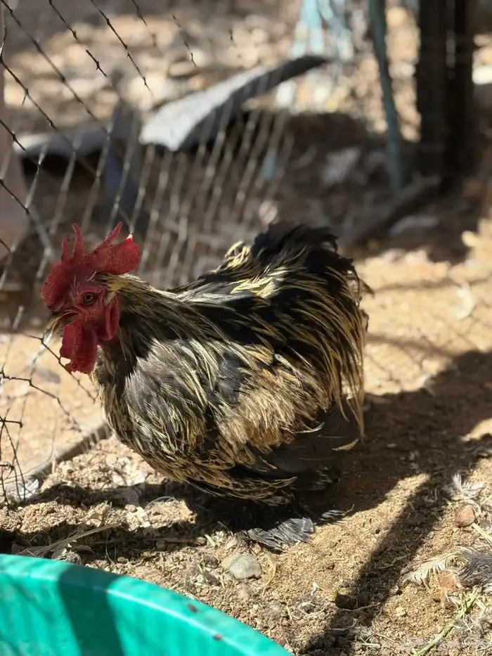 ديوك كوشن 0