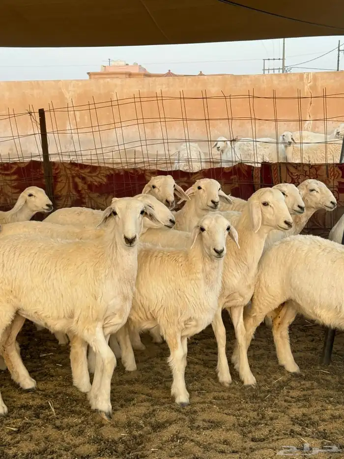 رخال حرش 1