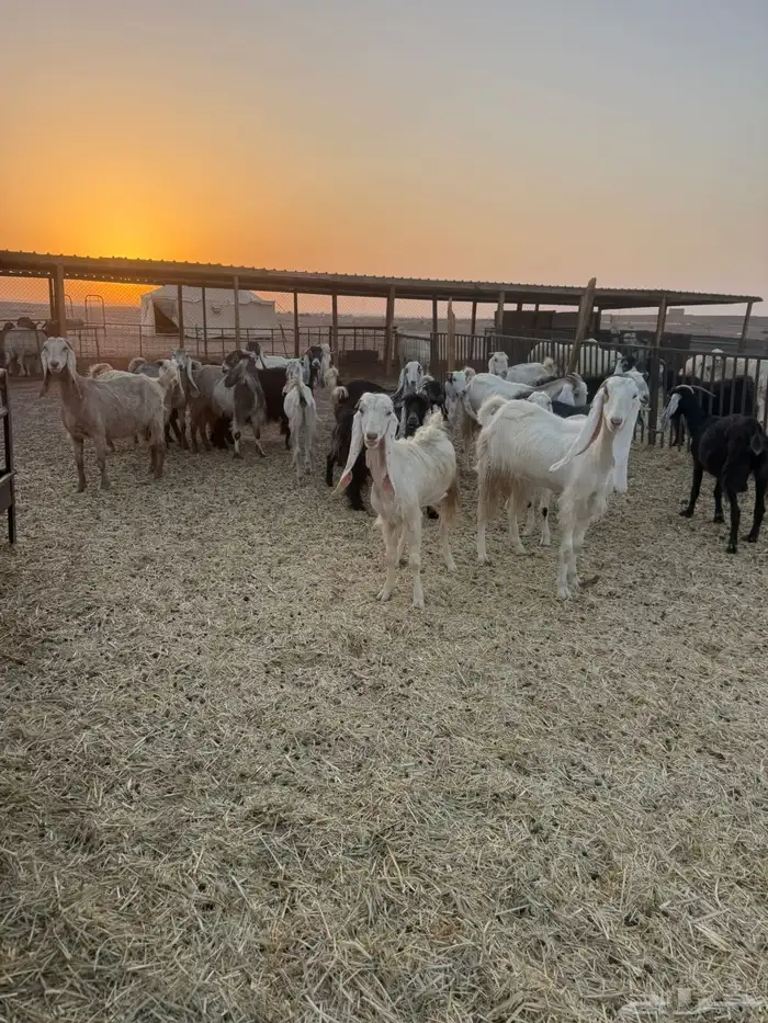معزاء مشاريك 3