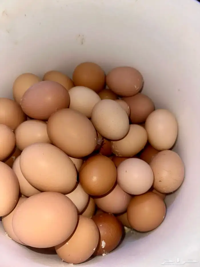 بيض طازج 1