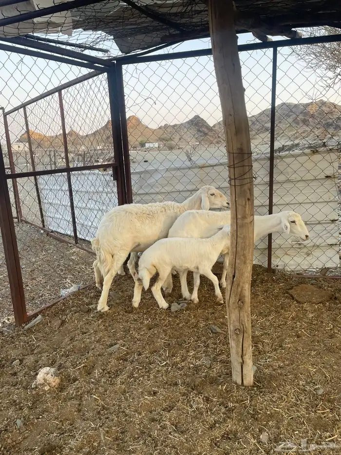 للبيع ضان ولد 7