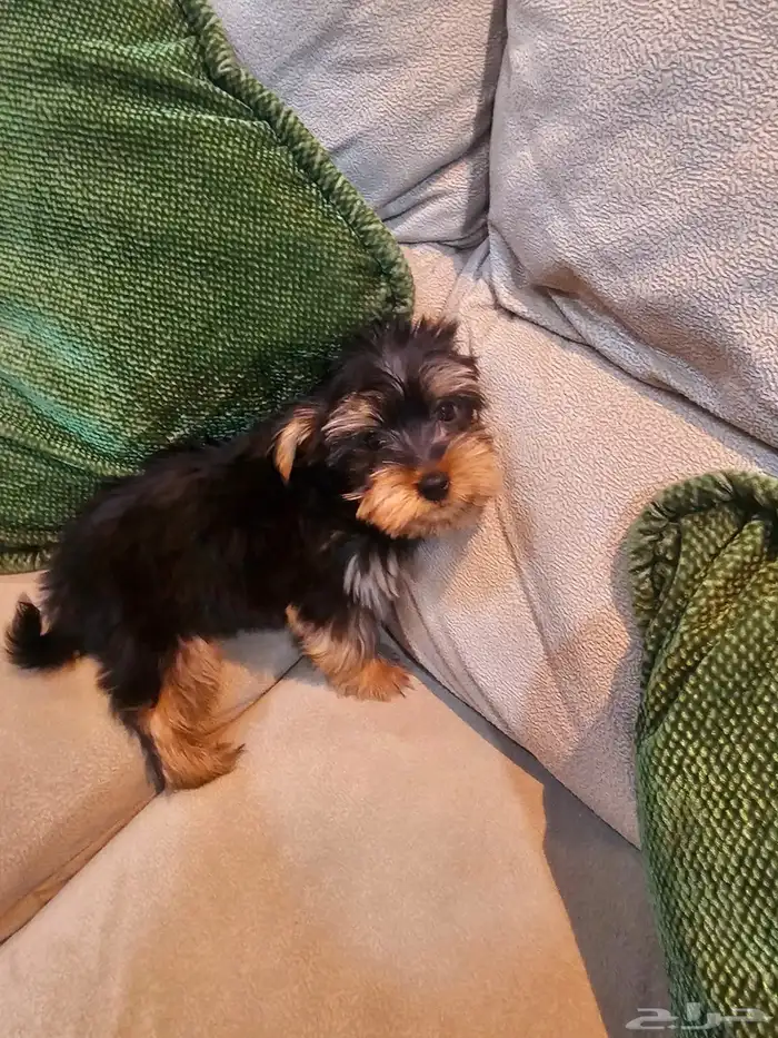 للبيع جراء يوركشاير صغيرة و لعوبة 0