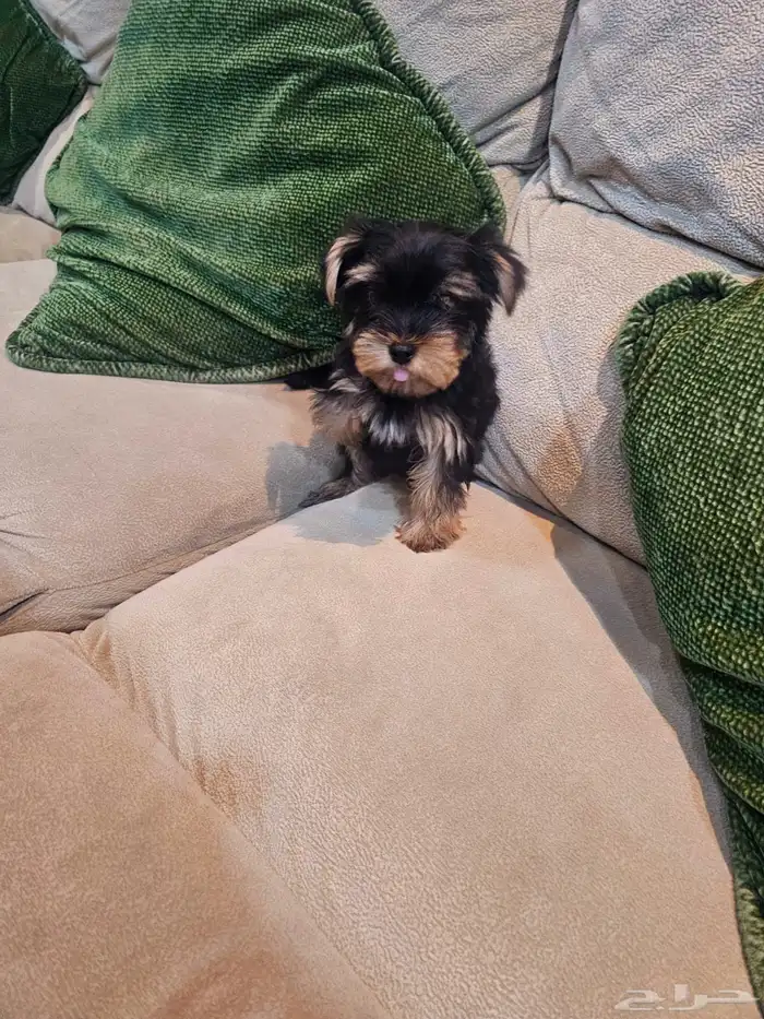 للبيع جراء يوركشاير صغيرة و لعوبة 10