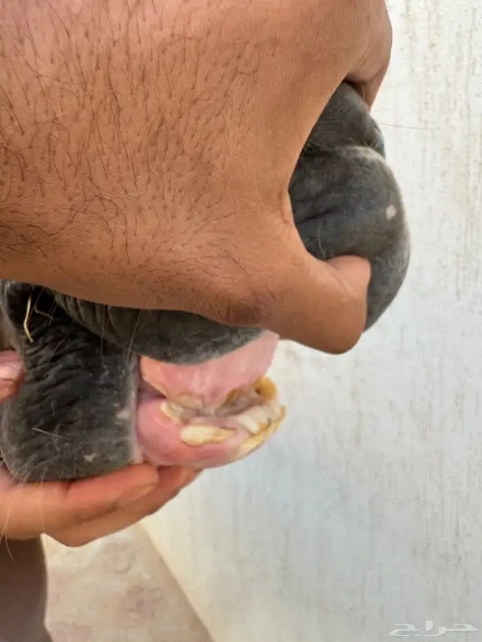 فرس واهو بطنها نظيف منتجه 3